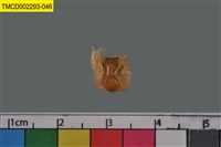 藏品(短指和尚蟹)的圖片